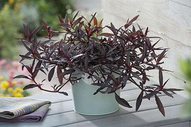 恐怖游戏《Fobia - St. Dinfna Hotel》发售 国区原价90元